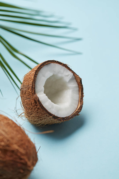 coconut fruit and palm leaf on blue background  - Foto, imagen