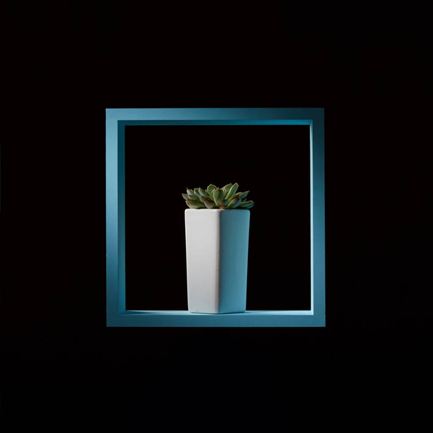 green succulent plant Echeveria in blue square frame on black background - Фото, зображення