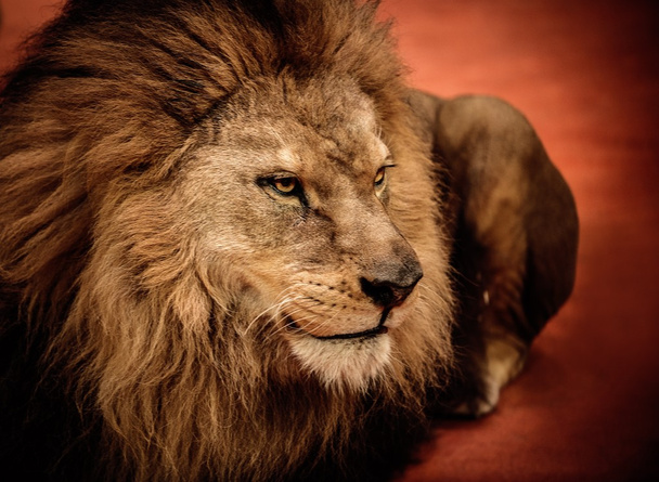 arena üzerinde yatan aslan - Fotoğraf, Görsel