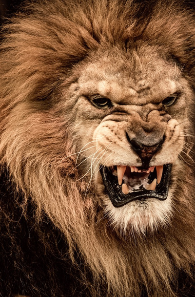 Close-up tiro de leão rugindo
 - Foto, Imagem