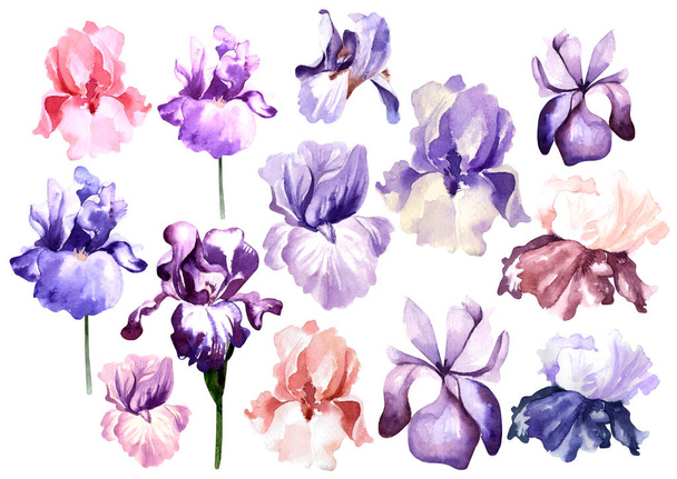 Set con fiori iris acquerello brillante
.  - Foto, immagini