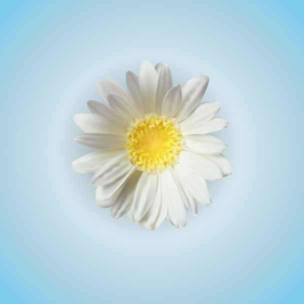 Vector flor de manzanilla aislada
 - Vector, Imagen