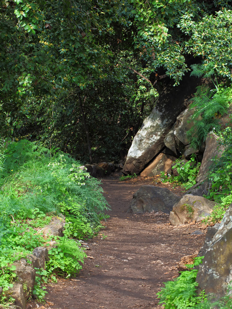 Forest Path - Φωτογραφία, εικόνα