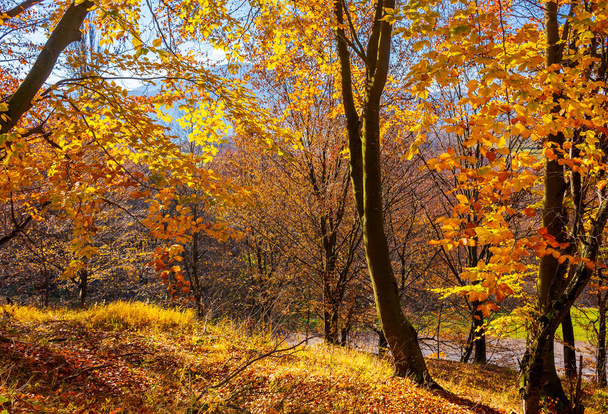 forest on the hillside in orange foliage. lovely nature scenery on a bright day in Carpathian mountains - Photo, image
