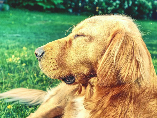 穏やかなゴールデンレトリバーの肖像画。草の上のスマートの横になっている犬の健康的なスポーツマン体型。犬の顔にクローズ アップ詳細 - 写真・画像