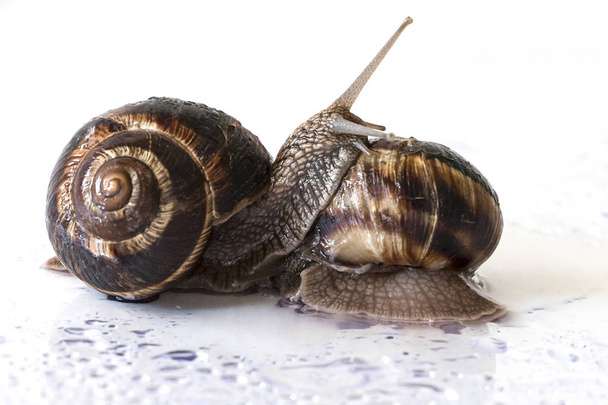Snails after rain, close-up, on a white background - Photo, Image