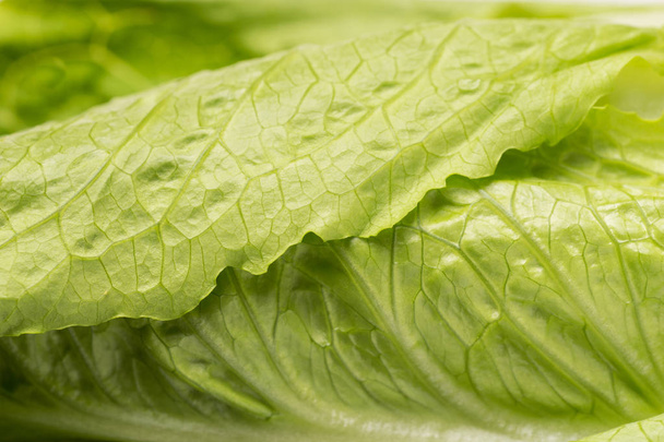 Close up of organic green leaf lettuce - Fotoğraf, Görsel