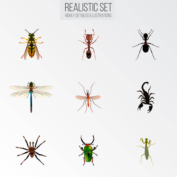 Zestaw owad realistyczne symboli z ant, dragonfly, pismire i inne ikony dla projektu logo mobilnych aplikacji sieci web. - Zdjęcie, obraz