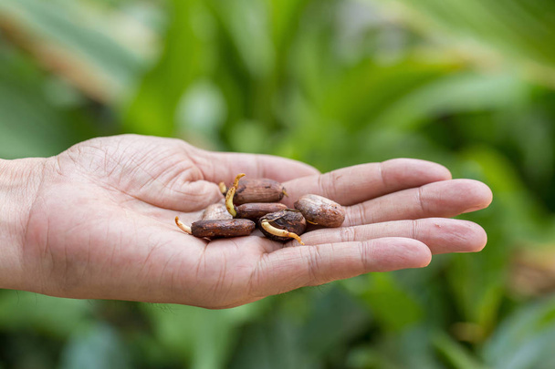 Bijgesneden weergave van mannelijke handen met cacao sproutlings - Foto, afbeelding