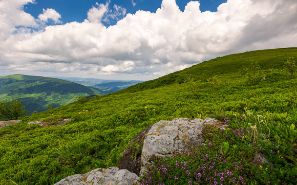 wild herbs among the rocks in summer mountains. wonderful scenery of Carpathian nature - Photo, image