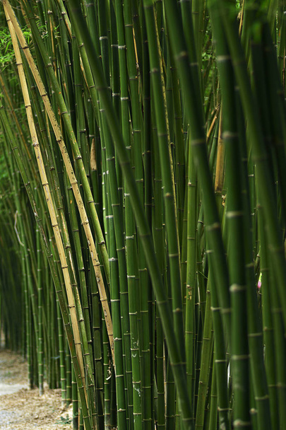 Nahaufnahme Bambusbaum in formalen Garten. Bambus wurde für verschiedene Zwecke wie Bau, Textilien, Schreibfläche, Waffen und Musikinstrumente verwendet. vertikales Farbbild. - Foto, Bild