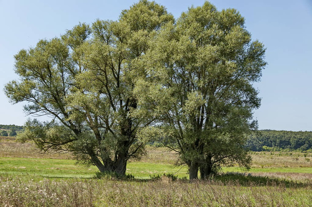 Landschaft der sommerlichen Natur mit grünen Lichtungen, Blume, Wald und großen weißen Weiden oder Salix Alba Baum, sredna gora Berg, ihtiman, Bulgarien  - Foto, Bild