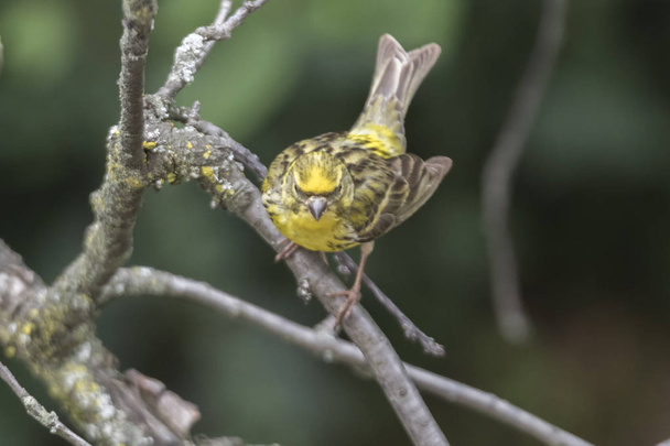 serinus serinus pássaro na árvore
 - Foto, Imagem