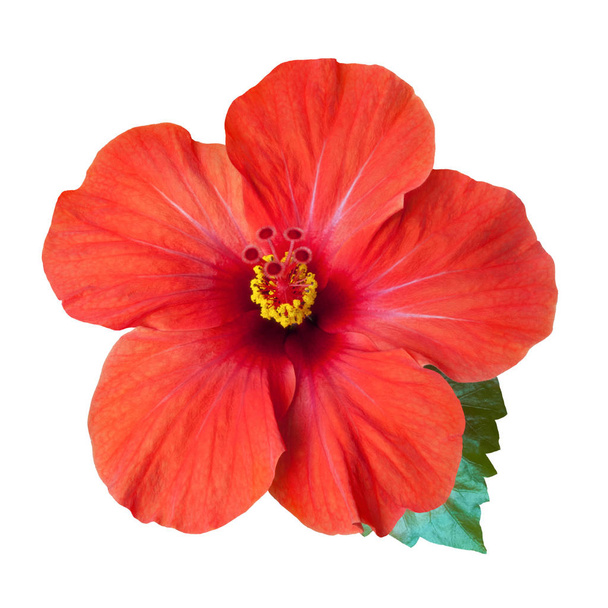 bright red hibiscus flower isolated - Photo, Image