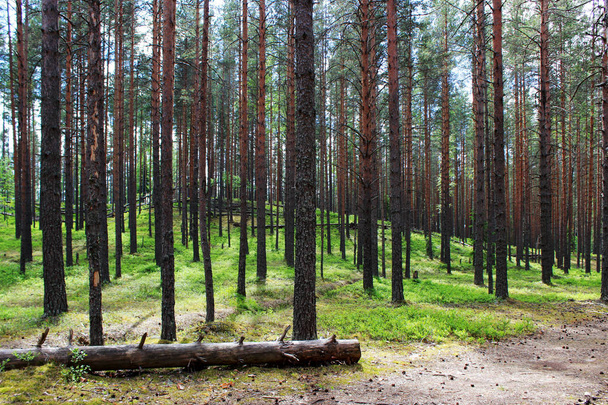 Güneş ve iğne yapraklı orman çam rezerv. Leningrad Region, Rusya Federasyonu. - Fotoğraf, Görsel