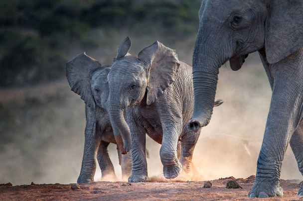 Вид спереду на слонів дитинчат
  - Фото, зображення