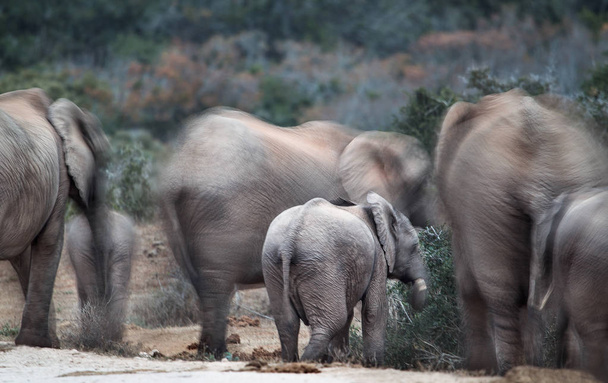 Groupe d'éléphants avec des petits
 - Photo, image
