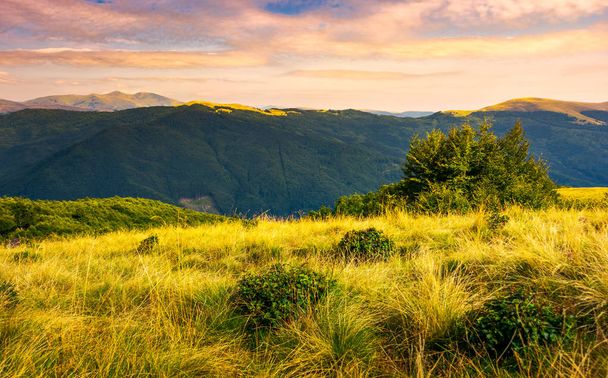 Grassy meadows of Svydovets ridge at sunset. beautiful landscape of Carpathian mountains under the gorgeous evening clouds - Photo, Image
