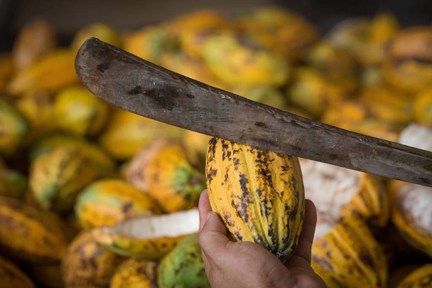 Какао стручок разрезан, чтобы показать бобы какао внутри Таиланда
 - Фото, изображение
