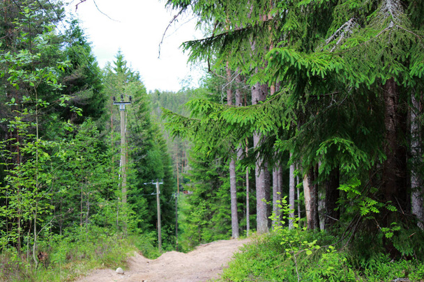 postes de telégrafo de pinho com fios ficam ao longo da estrada em uma floresta de pinheiro-abeto conífera
 - Foto, Imagem
