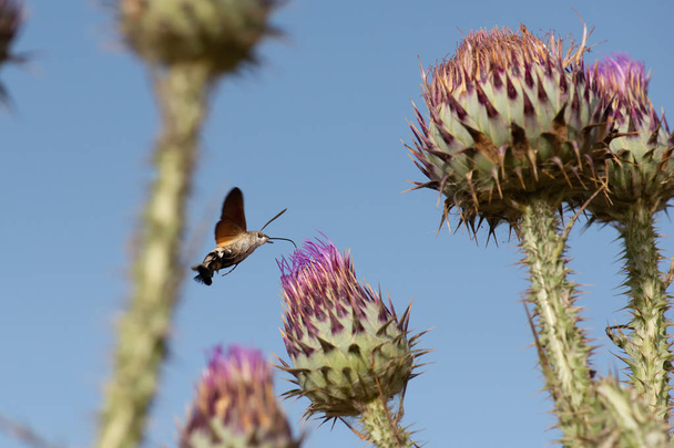Hummingbird hawk moth τρέφονται με λουλούδι, Macroglossum stellatarum, Ιγκλέσιας, νότια Σαρδηνία, Ιταλία. Μεσογειακή. - Φωτογραφία, εικόνα