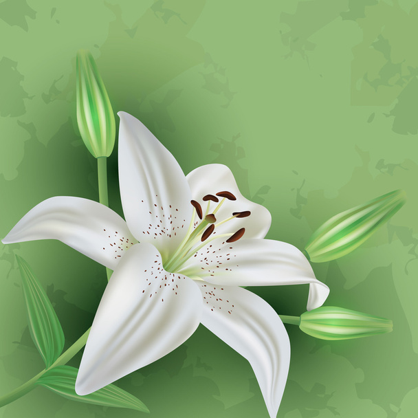 Vintage floral green background with flower lily - ベクター画像