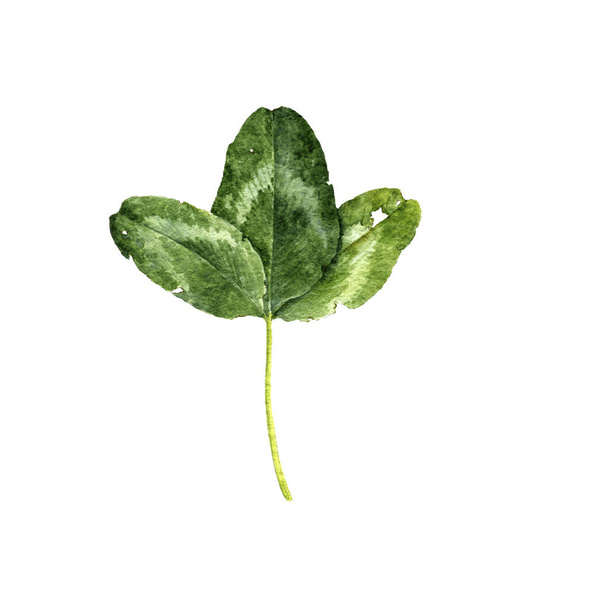 watercolor drawing green leaf - Φωτογραφία, εικόνα