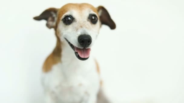 Close up dog portrait. White background. Video footage. Smiling Jack Russell terrier - Footage, Video