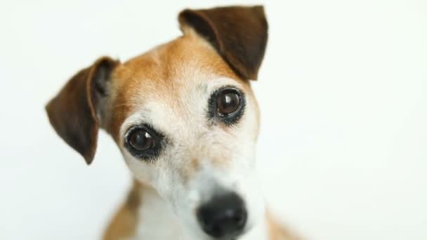 Lovely big dogs eyes. Close up video footage portrait. White background - Footage, Video