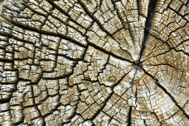 fessure sul vecchio tronco di legno, consistenza reale della sezione trasversale
 - Foto, immagini