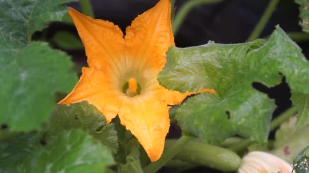 orange inflorescence of a garden zucchini after a rain - Πλάνα, βίντεο