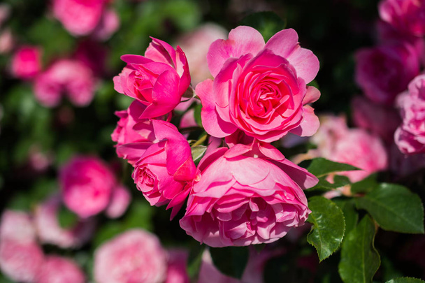 Floraison beau bouquet de roses dans le jardin de printemps - Photo, image