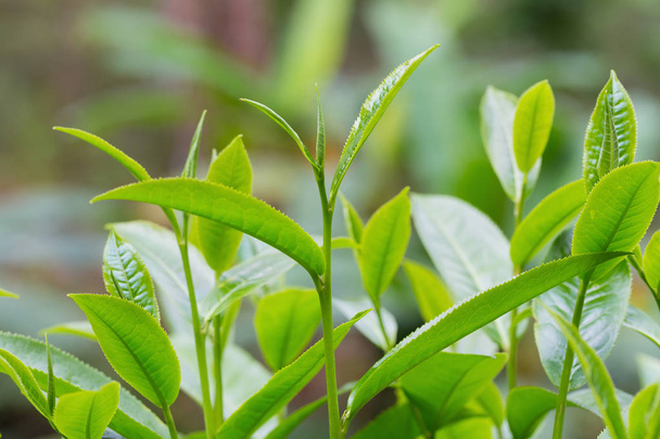 closeup fresh green tea leaves - Foto, Imagen