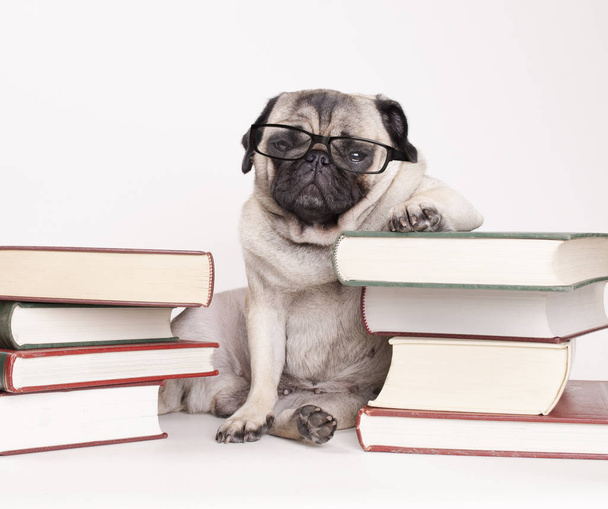 розумний розумний мопс цуценя собака з окулярами для читання, сидячи між кулями книг, на білому тлі
 - Фото, зображення