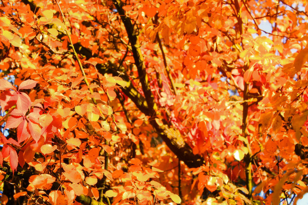 Herfst heldere kleurrijke bomen achtergrond. Bright verlaat op zonnige dag, kopie ruimte - Foto, afbeelding