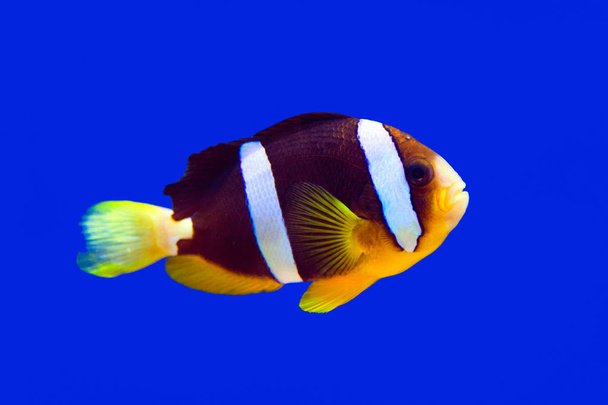 Риби-клоуна Кларк клоун і акваріум на синьому фоні - Фото, зображення