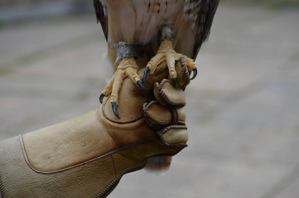 Talons of a red tailed hawk - Photo, Image