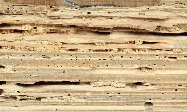 drewno uszkodzone przez korniki - Zdjęcie, obraz