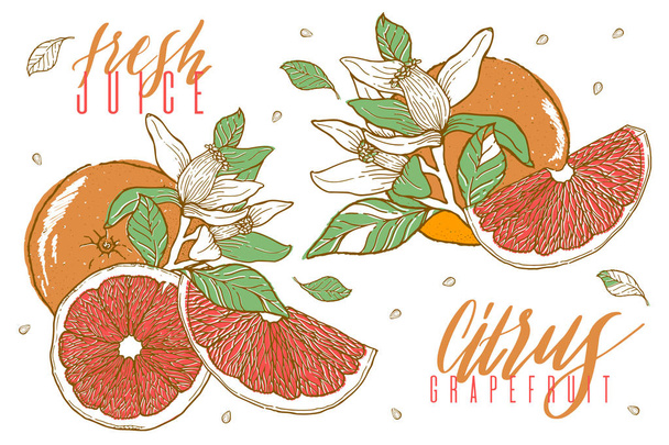 Hand drawn illustrations of beautiful orange fruits. Food element collection. Vintage scetch. Vector illustration. - Vector, Image