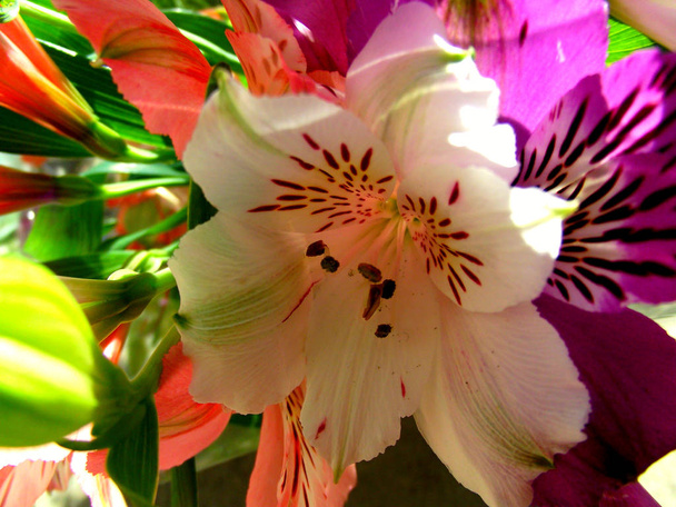 Alstremeria piękne kwiaty. Z bliska. Koncepcja wiosna - Zdjęcie, obraz
