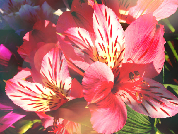 Lato kwiatów tła; wyciszony Alstremeria różowy z efekt bokeh. - Zdjęcie, obraz