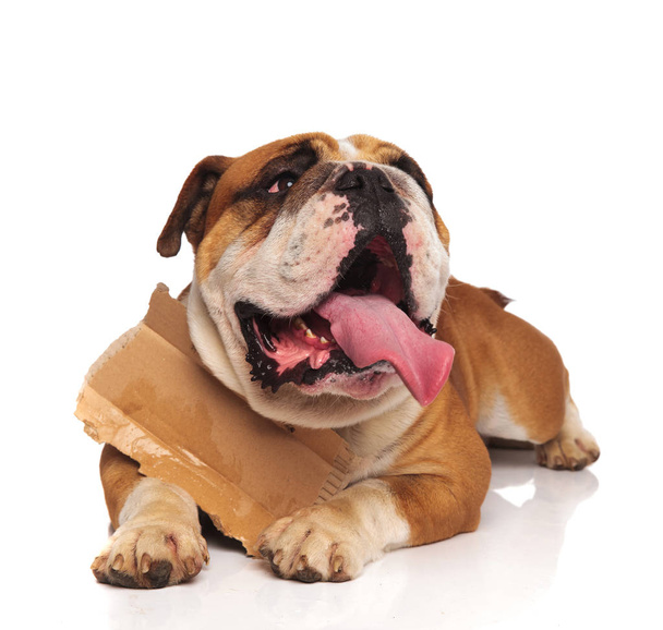 bulldog inglés acostado con signo de cartón alrededor del cuello mira hacia arriba a un lado sobre fondo blanco
 - Foto, Imagen