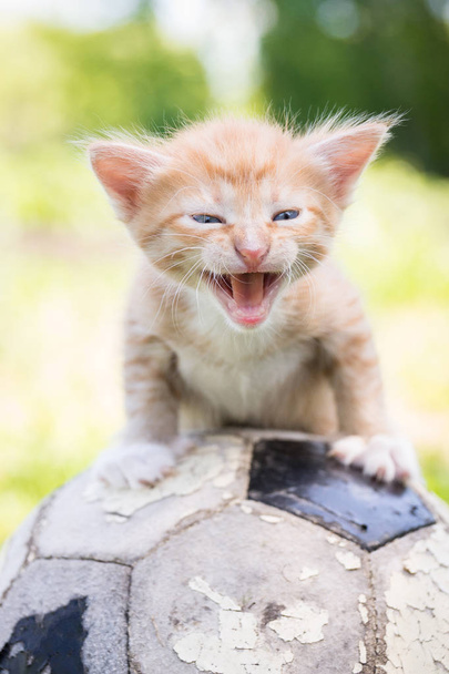 kitten with a soccer ball - Φωτογραφία, εικόνα