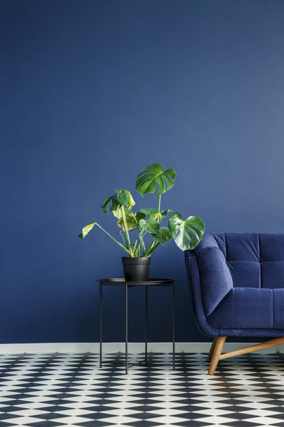 Part of a dark sofa next to a monstera deliciosa plant standing on a table against monochromatic navy blue wall in contemporary living room interior. Checkerboard floor. Copy space. Real photo - Фото, зображення