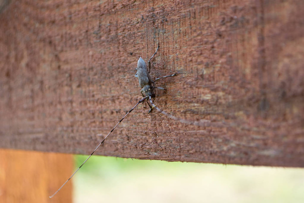 böceği uzun bıyıklı aşağı bakıyor bir ahşap tahta oturur. Oğlak böceği tahta bir orman arka plan üzerinde oturur. - Fotoğraf, Görsel