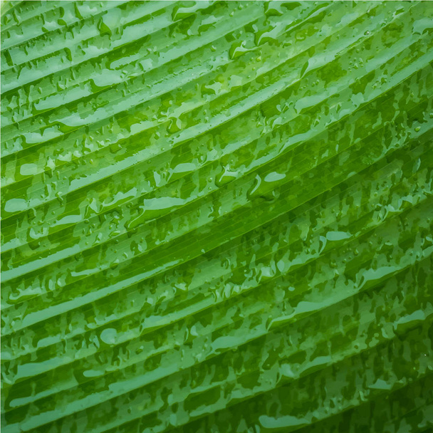 Waterdrop ile yaprak yeşil, illlustration vektör. - Vektör, Görsel