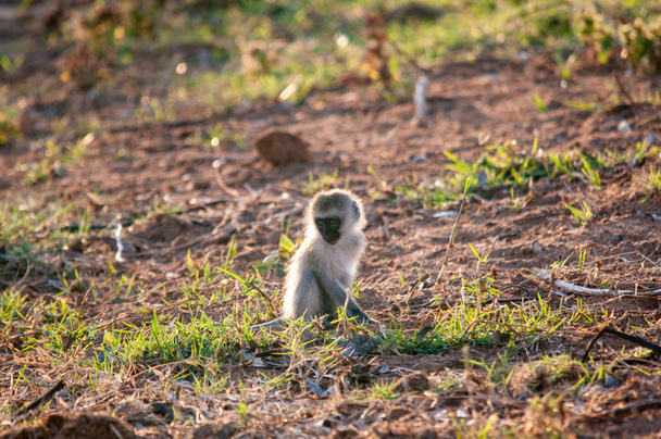 Vervet Monkey, Chlorocebus pygerythrus, National Reserve, Kenya, Africa - Photo, Image