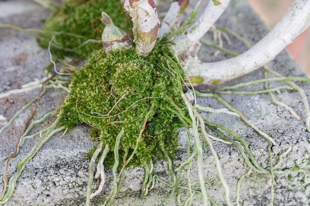 El primer plano de las raíces de la orquídea en el ladrillo
 - Foto, Imagen