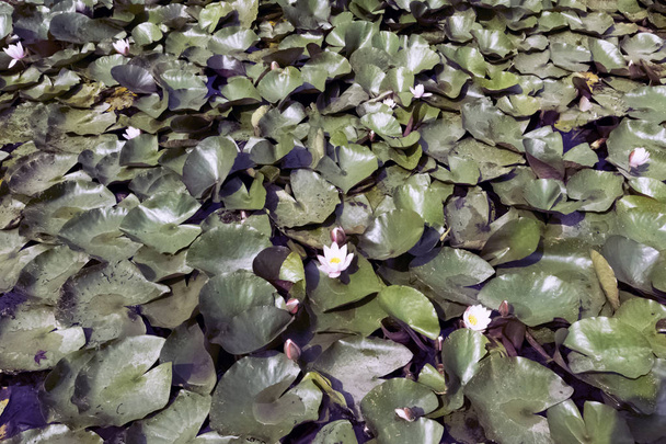 Lilie wodne (nymphaeaceae lub lilia pad) w Shefield Lake - Uckfield, Wielka Brytania - Zdjęcie, obraz