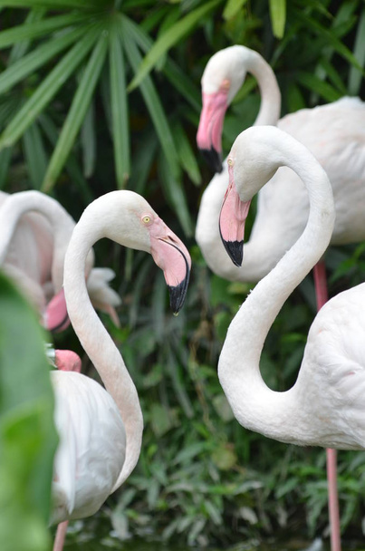 Flock of Greater Flamingos - Photo, Image